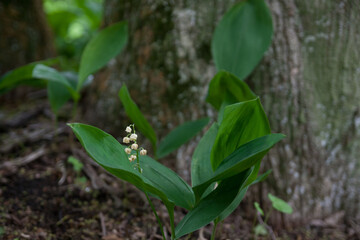 Lilies of the valley in forest