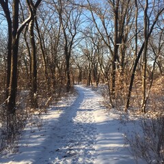 Snowy winter trail path woods sunlight nature walk
