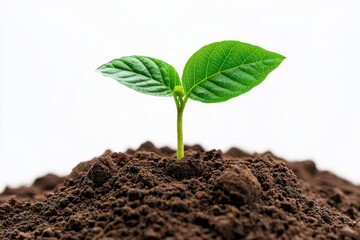 Green Sprout Emerging from Dark Soil
