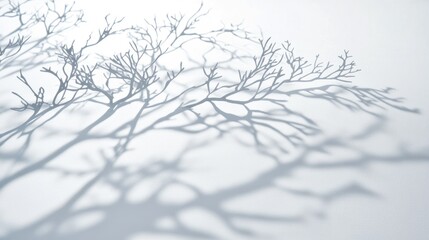 Bare branches cast shadows on white backdrop; winter scene, design element
