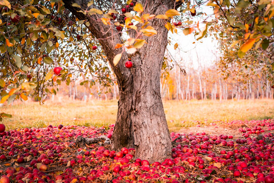 &Aacute;rbol de manzanas 