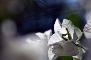 White Bougainvillea spectabilis flower close up in Greece.