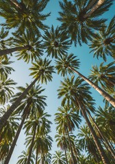 Fototapeta premium Looking Up at Palm Trees Against a Bright Blue Sky