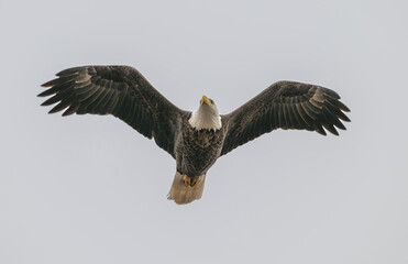 American bald eagle in flight.