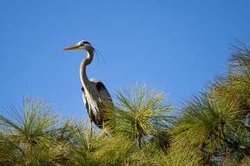 Heron basking in the sun