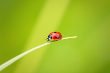 Obraz premium Ladybug on blade of grass in vivid green natural background
