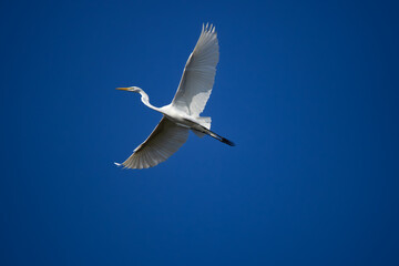 White heron in flight on a sunny day