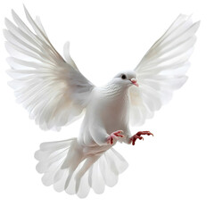 White dove flying gracefully through a clear blue sky during daylight with wings spread wide on white background , cut out.