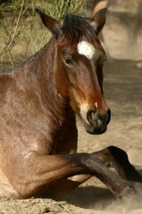 Obraz premium Wild Horse in Desert Sand 