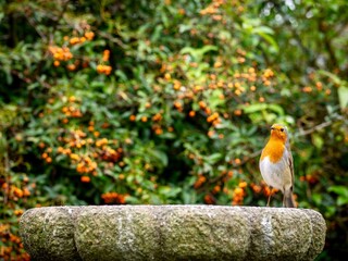 Robin perched  against a pyracantha bush