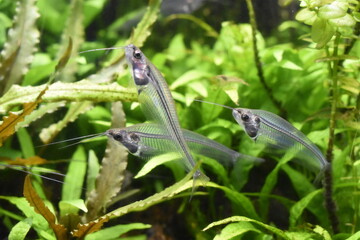 fish in the water