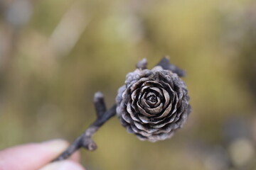 pine cone 