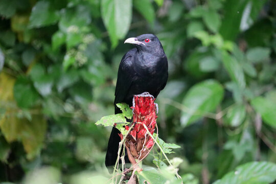 black Asian koel on  red flower