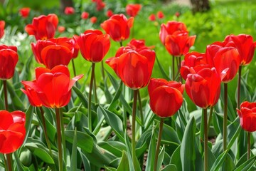 Vibrant Field of Blooming Red Tulips in Spring Sunshine