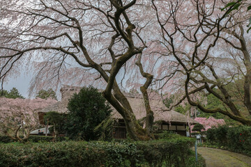 秩父宮記念のソメイヨシノ。
