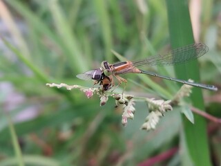  a type of small dragonfly, perch and rest on the grass 