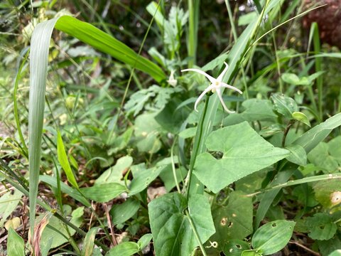 Rytidostylis gracilis , or piggy bank , is a plant of the Rytidostylis genus and the Cucurbitaceae family. It is a climbing herbaceous plant, up to 1.5 m long.