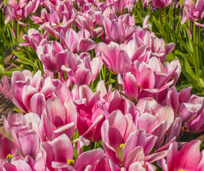 2024 04 10 Dark Pink Tulips LE