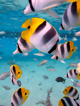 Colourful fish in French Polynesia