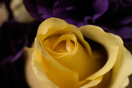 yellow rose closeup