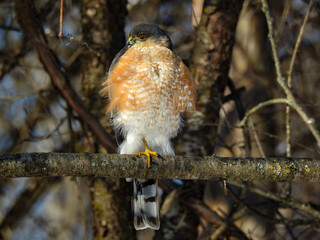 Sharp-shinned Hawk perfectly perched in the warm sunshine on a cold winter day