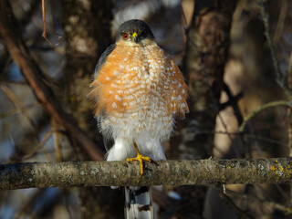 Sharp-shinned Hawk perfectly perched in the warm sunshine on a cold winter day