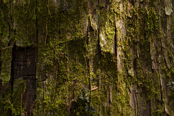 苔の生えた木肌のクローズアップ
