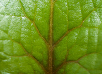 葉のクローズアップ