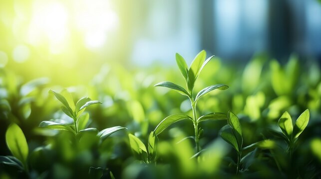 Green grass with sunlight. Integration centres with green data. Sustainable industry practices in the field of computing. Lifestyle sunlit green grass.