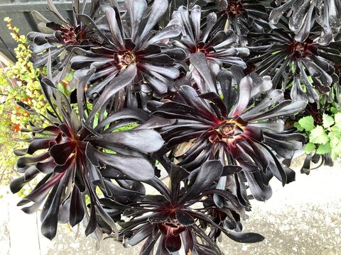Aeonium arboreum 'Zwartkopf' is a striking succulent with clumps of up to 3 feet (35.4 in) tall, greyish-brown stems that often branch near their base.