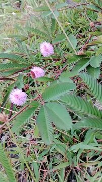 Mimosa pudica Flower (Bunga Putri Malu) 