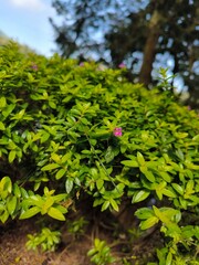 Cuphea Hyssopifolia or known by the Indonesian name Taiwan beauty, is an ornamental plant that is much sought after, it's beautiful and the price is cheap