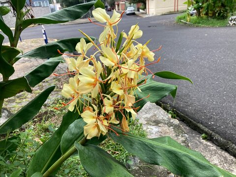 Hawaiian ginger or kahili ( Hedychium gardnerianum ) is a species from the Himalayas . It grows to 2.4 m tall, with long, bright green leaves enveloping the tall stems.