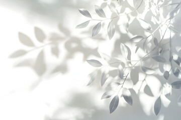 Grey Branches and Leaf Shadows on White Background