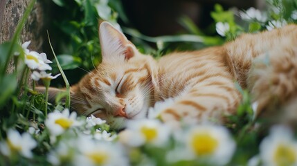 Charming cat napping in a garden. Featuring a different breed of cat sleeping peacefully in a garden setting. Emphasizing a serene, outdoor environment.