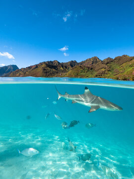 Lagoon in Moorea with reef sharks and stingrays
