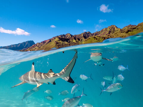 Lagoon in Moorea with reef sharks and stingrays