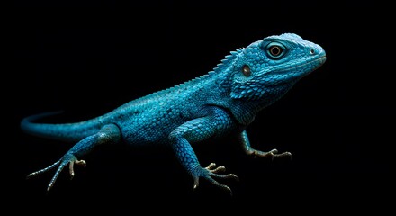 Obraz premium Blue Lizard Close-up on Black Background Showcasing Scales and Texture