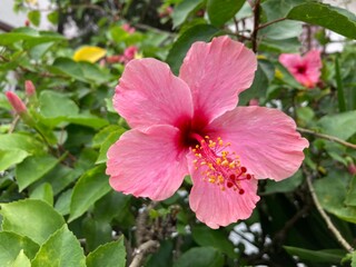 Hibiscus rosa-sinensis, commonly known as China rose, cayenne, poppy, hibiscus, among other names, is a deciduous shrub of the malvaceae family, native to East Asia .