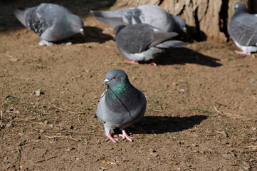 Obraz premium pigeons on the ground
