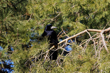 black crow on a pine branch
