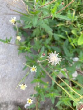Tridax procumbens, commonly known as coatbuttons[2] or tridax daisy, is a species of flowering plant in the family Asteraceae.