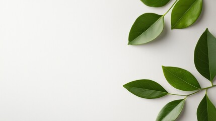 Obraz premium Nature leaves arrangement on white background minimalist design close-up view calmness concept