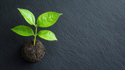 Naklejka premium New plant growth indoor setting nature photography minimalist environment close-up view sustainability concept