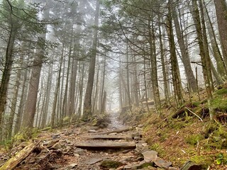 path in the misty forest
