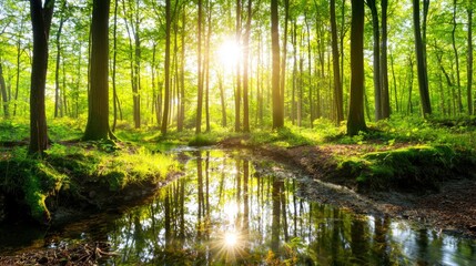 Obraz premium Serene Forest Landscape with Bright Sunlight Filtering Through Lush Green Trees and Reflecting in Calm Stream