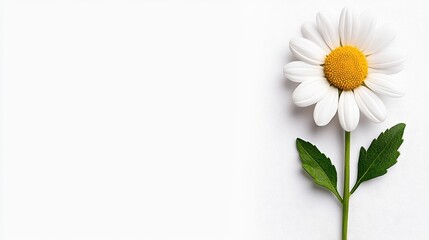Obraz premium White Daisy on Textured White Background
