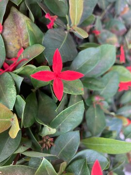 Ixora coccinea, known as jungle geranium, flame of the woods, coral, Maltese cross, Mexican coral and jungle flame, is a species of shrub belonging to the Rubiaceae family.