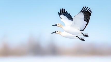 Fototapeta premium Two snow geese flying, winter landscape background, wildlife photography, nature stock image