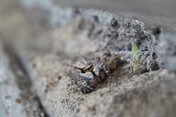 Jumping Spiders on Wall Surfaces Prey on Insect Larvae